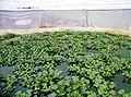 fig.11 Water is also used for maintaining water levels in the aquaculture pond full of baby fish.