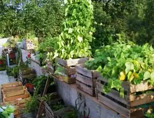 Lastly, watering the garden with rainwater