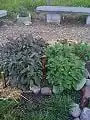Purple Sage on the left; Garden Sage on the right