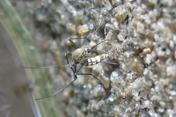 This may probably clear a doubt of Chris. Mosquito is laying eggs on the moist surface of gravel and not in water.