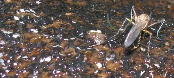 After a long waiting only I got this picture. The white bits around her are new eggs and the black ones are older.