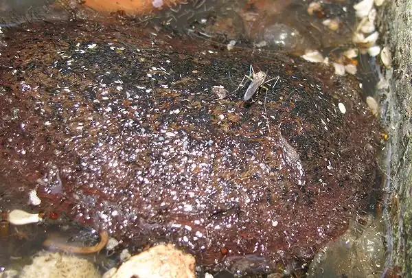 After a long waiting only I got this picture. The white bits around her are new eggs and the black ones are older.