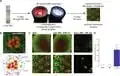 A Programmable Optical Stimulator for the Drosophila Eye