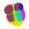 Figure 8. A) High Lateral B) Lateral C) Anterior D) Septal E) Inferior. Not shown: Posterior.