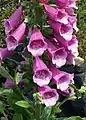 Foxglove