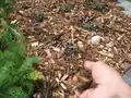 Fig 4: Add a two-inch layer of mulch to the spiral while keeping a several inch radius of no mulch around each plant.
