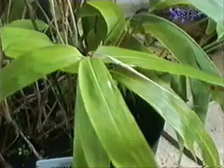 Indocalamus Tesselatus