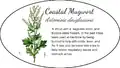 Coastal Mugwort