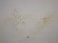 Close up of dirty gallery/classroom walls we had to clean