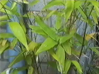 Phyllostachys Edulis
