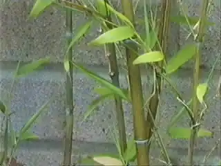 Phyllostachys Heterocycla Pubescens