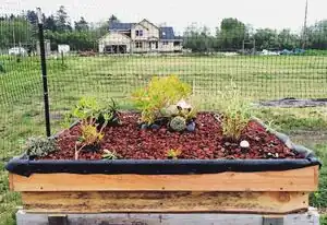 Bayside Park Farm living roofgarden roof to Bayside's new animal hutch