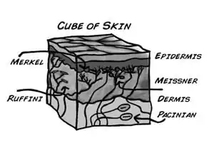 How Your Skin Senses