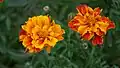 French marigolds