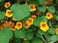 Nasturtiums